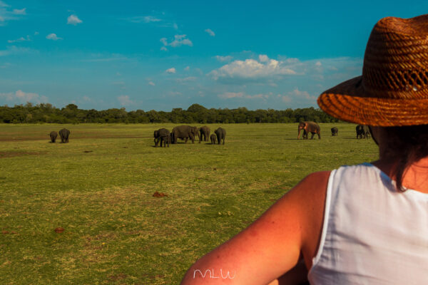 Aventura en Sri Lanka: trekking, tren, safaris y deportes acuáticos ¡Naturaleza pura!