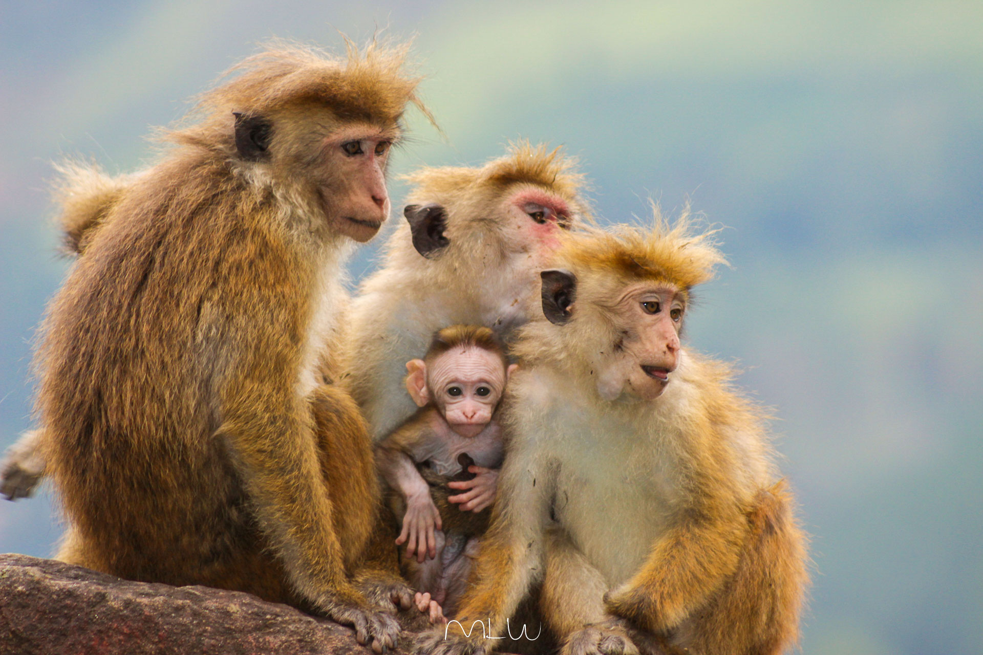 fotografía de viajes en sri lanka