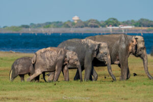 Parques Nacionales en Sri Lanka: Safari con la Biodiversidad Más Rica de Asia