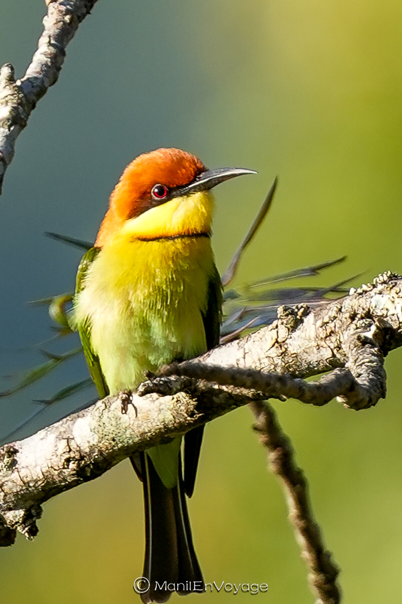 sri lanka fotografía de vida silvestre