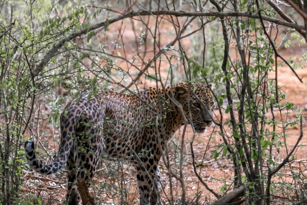 Leopardo en el Parque Nacional de Yala Sri Lanka durante un safari