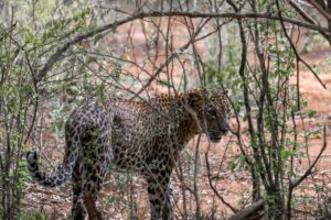Leopardo en el Parque Nacional de Yala Sri Lanka durante un safari