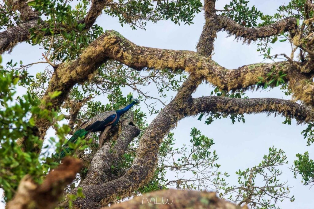 viajar a yala sri lanka Fauna adicional: cocodrilos, ballenas y más de 200 especies de aves