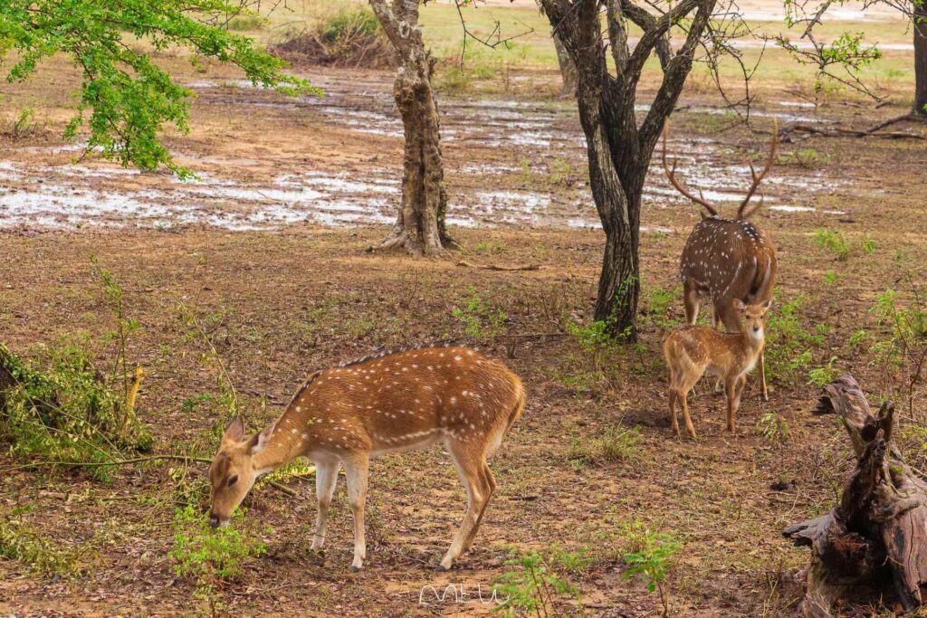 Viajar para Qué ver en Yala Sri Lanka: fauna, ecosistemas y experiencias