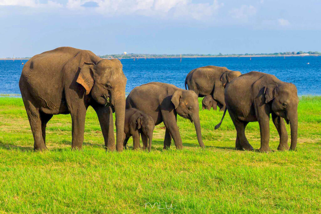 Safari Minneriya en viaje a Sri Lanka 7 días con elefantes