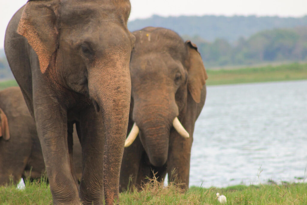 Fotografía de fauna salvaje: Elefantes en Minneriya y Udawalawe